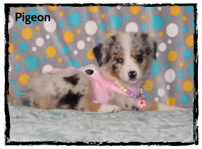 Pigeon – Australian Shepherd puppy for sale in Clarksville, OH