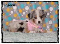 Pigeon, a female Australian Shepherd for sale in Clarksville, OH – 1 of 7