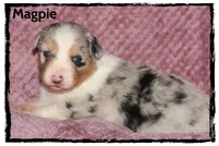 Magpie, a female Australian Shepherd for sale in Clarksville, OH – 5 of 7