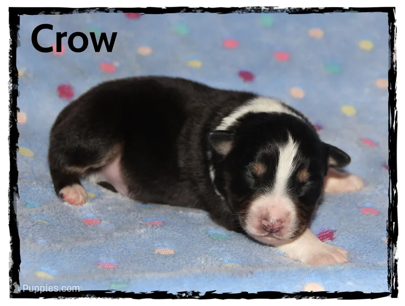 Crow – Australian Shepherd puppy for sale in Clarksville, OH