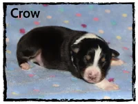 Crow, a male Australian Shepherd for sale in Clarksville, OH – 1 of 1