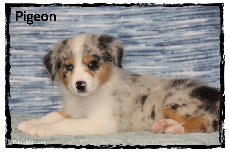 Pigeon – Australian Shepherd puppy for sale in Clarksville, OH