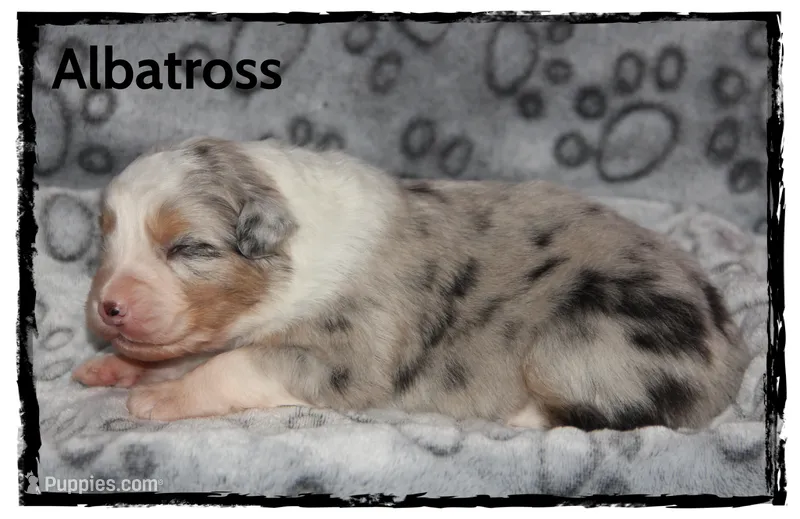 Albatross – Australian Shepherd puppy for sale in Clarksville, OH