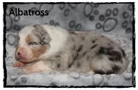 Albatross, a male Australian Shepherd for sale in Clarksville, OH – 6 of 7
