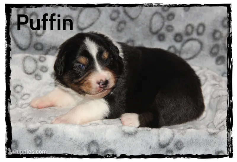 Puffin – Australian Shepherd puppy for sale in Clarksville, OH