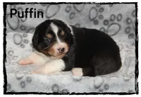 Puffin, a male Australian Shepherd for sale in Clarksville, OH – 6 of 7