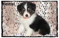 Kestrel, a male Australian Shepherd for sale in Clarksville, OH – 3 of 7