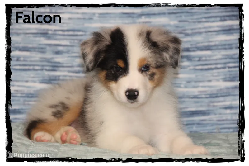 Falcon – Australian Shepherd puppy for sale in Clarksville, OH