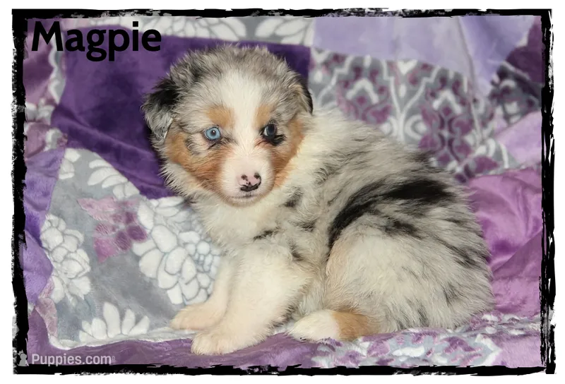 Magpie – Australian Shepherd puppy for sale in Clarksville, OH