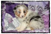 Magpie, a female Australian Shepherd for sale in Clarksville, OH – 3 of 7
