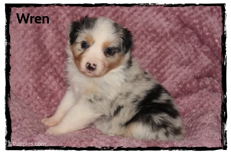 Wren – Australian Shepherd puppy for sale in Clarksville, OH
