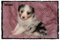 Wren, a female Australian Shepherd for sale in Clarksville, OH – 4 of 7