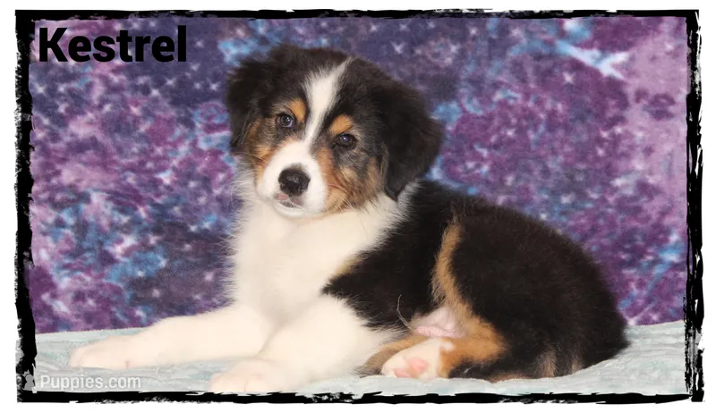 Kestrel – Australian Shepherd puppy for sale in Clarksville, OH