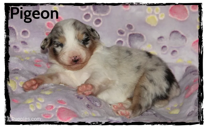 Pigeon – Australian Shepherd puppy for sale in Clarksville, OH