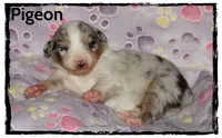 Pigeon, a female Australian Shepherd for sale in Clarksville, OH – 6 of 7