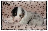 Falcon, a male Australian Shepherd for sale in Clarksville, OH – 5 of 7