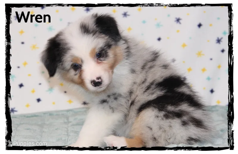 Wren – Australian Shepherd puppy for sale in Clarksville, OH