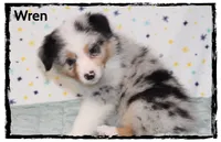 Wren, a female Australian Shepherd for sale in Clarksville, OH – 2 of 7
