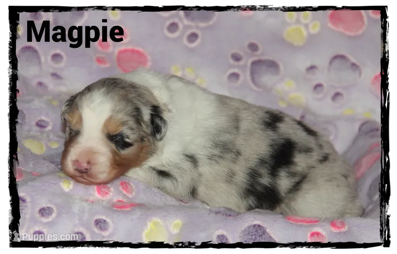 Magpie – Australian Shepherd puppy for sale in Clarksville, OH