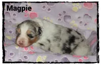 Magpie, a female Australian Shepherd for sale in Clarksville, OH – 6 of 7