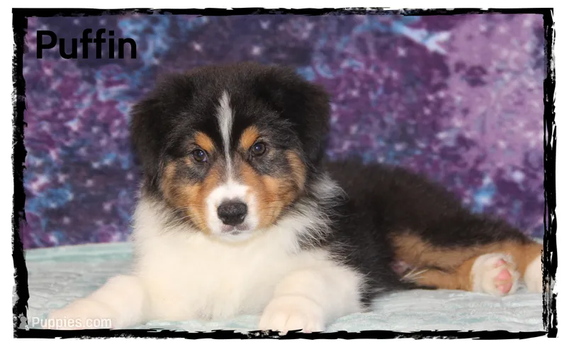 Puffin – Australian Shepherd puppy for sale in Clarksville, OH