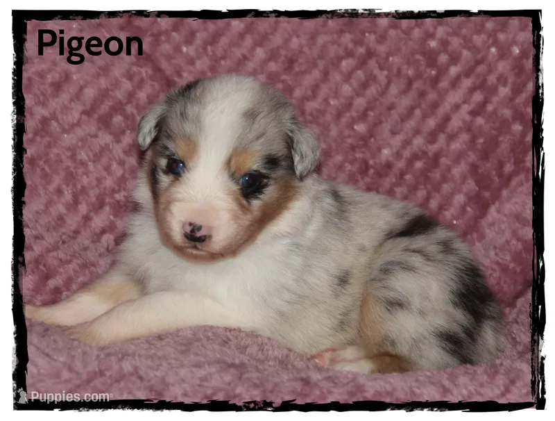 Pigeon – Australian Shepherd puppy for sale in Clarksville, OH