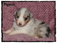 Pigeon, a female Australian Shepherd for sale in Clarksville, OH – 5 of 7