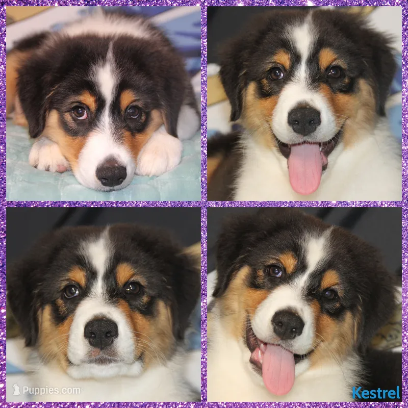 Kestrel – Australian Shepherd puppy for sale in Clarksville, OH