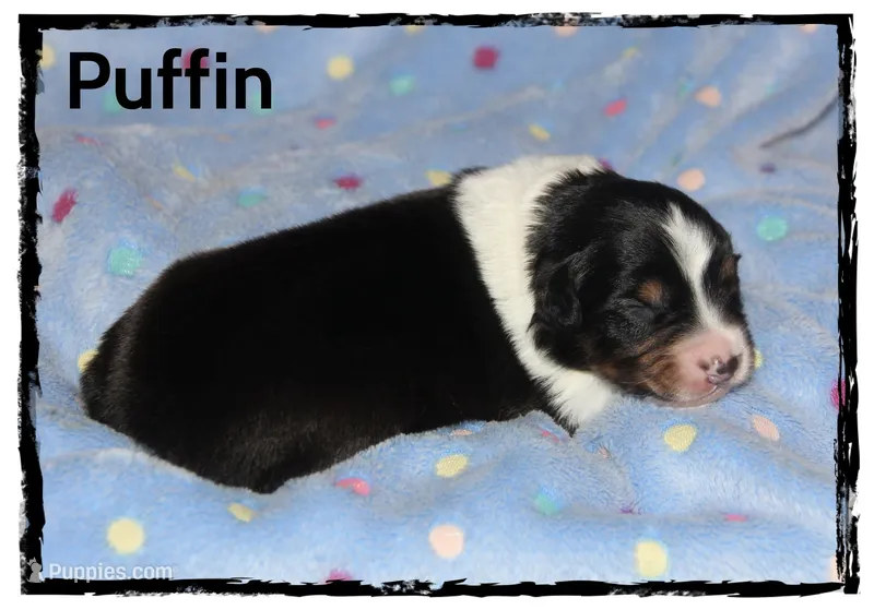 Puffin – Australian Shepherd puppy for sale in Clarksville, OH