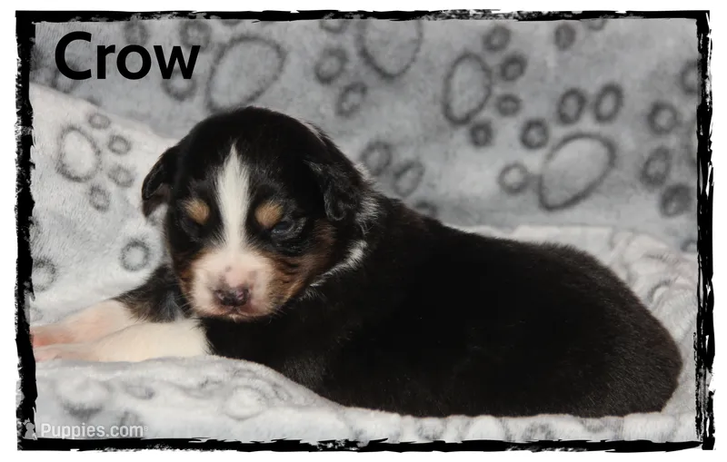 Crow – Australian Shepherd puppy for sale in Clarksville, OH