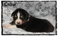 Crow, a male Australian Shepherd for sale in Clarksville, OH – 6 of 7