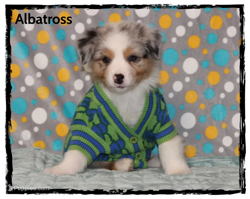 Albatross – Australian Shepherd puppy for sale in Clarksville, OH