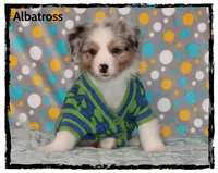 Albatross, a male Australian Shepherd for sale in Clarksville, OH – 1 of 7