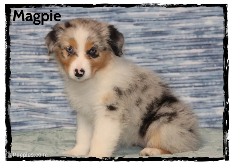 Magpie – Australian Shepherd puppy for sale in Clarksville, OH