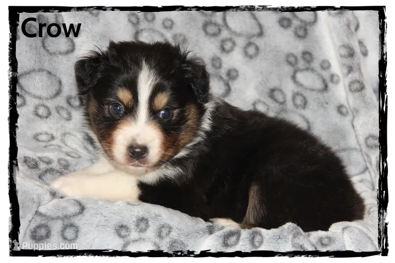 Crow – Australian Shepherd puppy for sale in Clarksville, OH