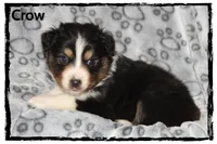 Crow, a male Australian Shepherd for sale in Clarksville, OH – 4 of 7