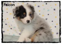 Falcon, a male Australian Shepherd for sale in Clarksville, OH – 2 of 7
