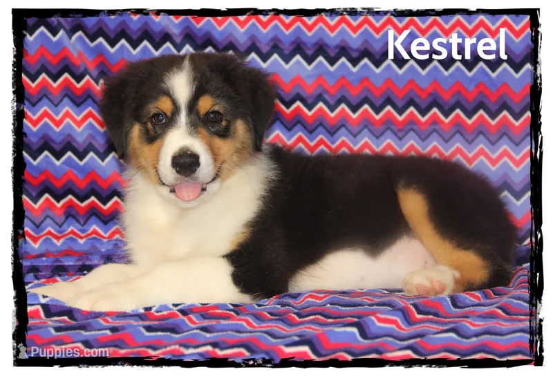 Kestrel – Australian Shepherd puppy for sale in Clarksville, OH