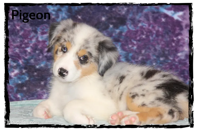 Pigeon – Australian Shepherd puppy for sale in Clarksville, OH