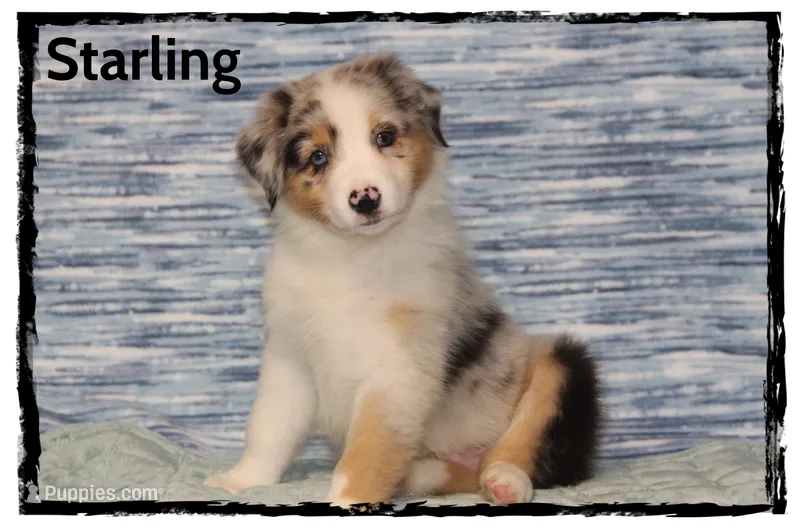 Starling – Australian Shepherd puppy for sale in Clarksville, OH