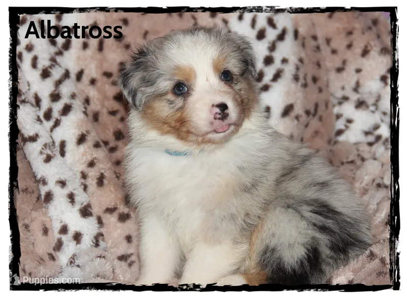 Albatross – Australian Shepherd puppy for sale in Clarksville, OH