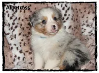 Albatross, a male Australian Shepherd for sale in Clarksville, OH – 3 of 7