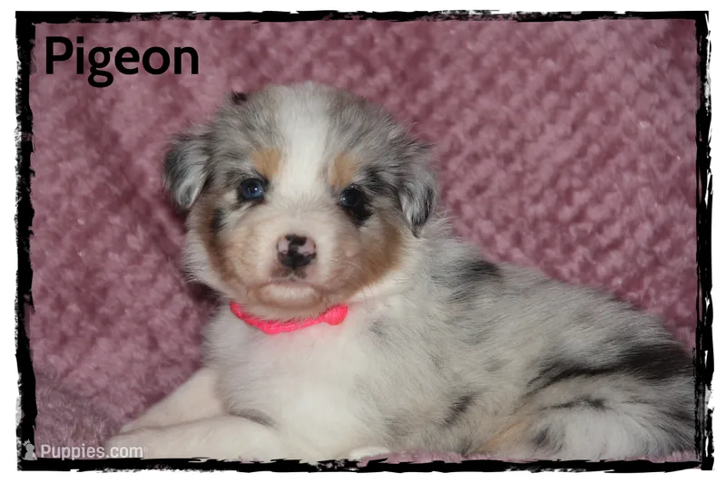 Pigeon – Australian Shepherd puppy for sale in Clarksville, OH