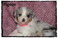 Pigeon, a female Australian Shepherd for sale in Clarksville, OH – 4 of 7