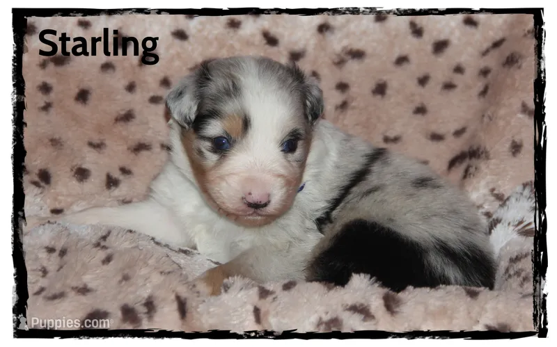 Starling – Australian Shepherd puppy for sale in Clarksville, OH