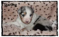 Starling, a male Australian Shepherd for sale in Clarksville, OH – 5 of 7