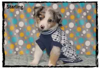Starling, a male Australian Shepherd for sale in Clarksville, OH – 1 of 7
