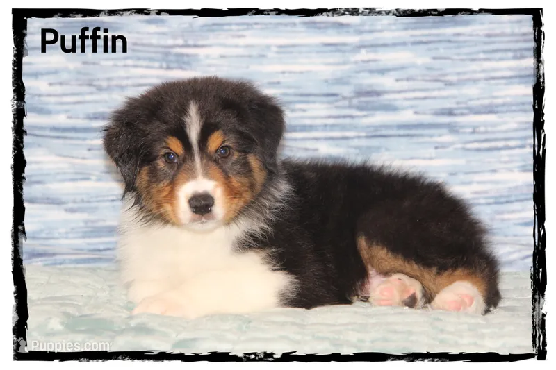 Puffin – Australian Shepherd puppy for sale in Clarksville, OH