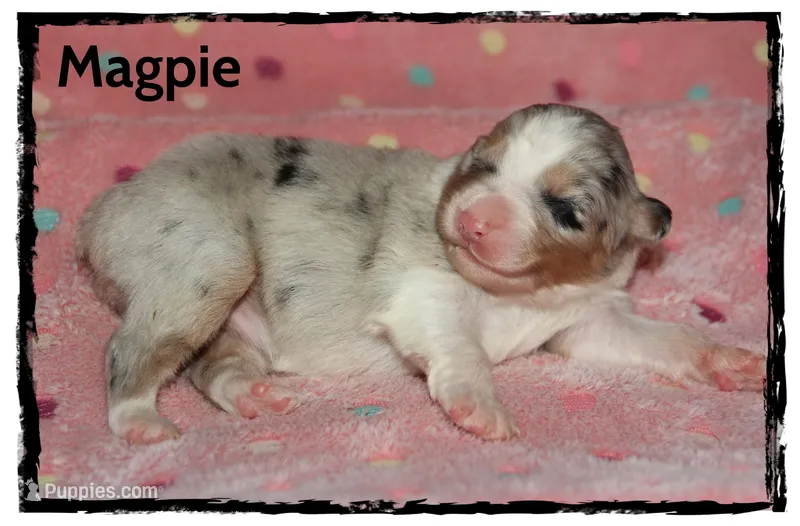 Magpie – Australian Shepherd puppy for sale in Clarksville, OH