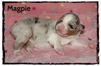 Magpie, a female Australian Shepherd for sale in Clarksville, OH – 1 of 1